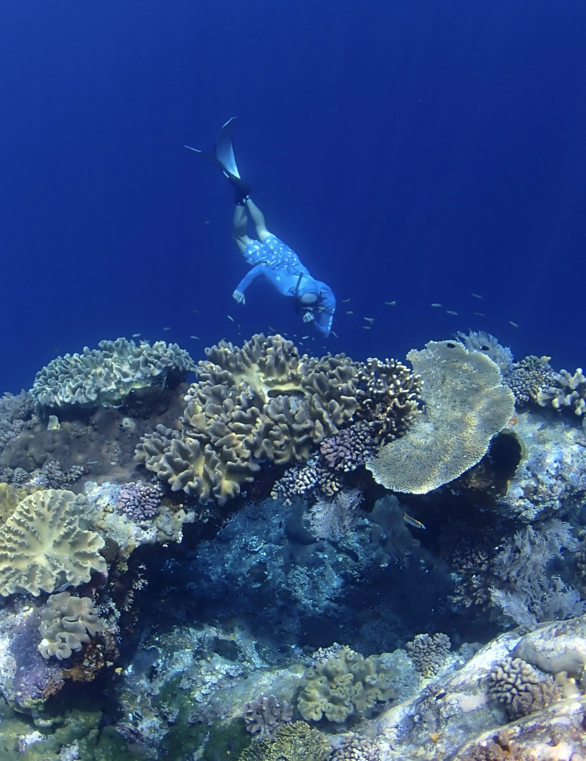 Freediver swimming throughj coral in Raja Ampat abovebelow freediving liveaboards