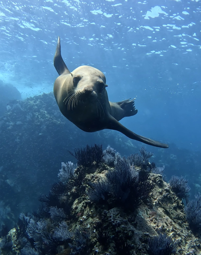 Sealion dancing Baja mexico freedive retreat