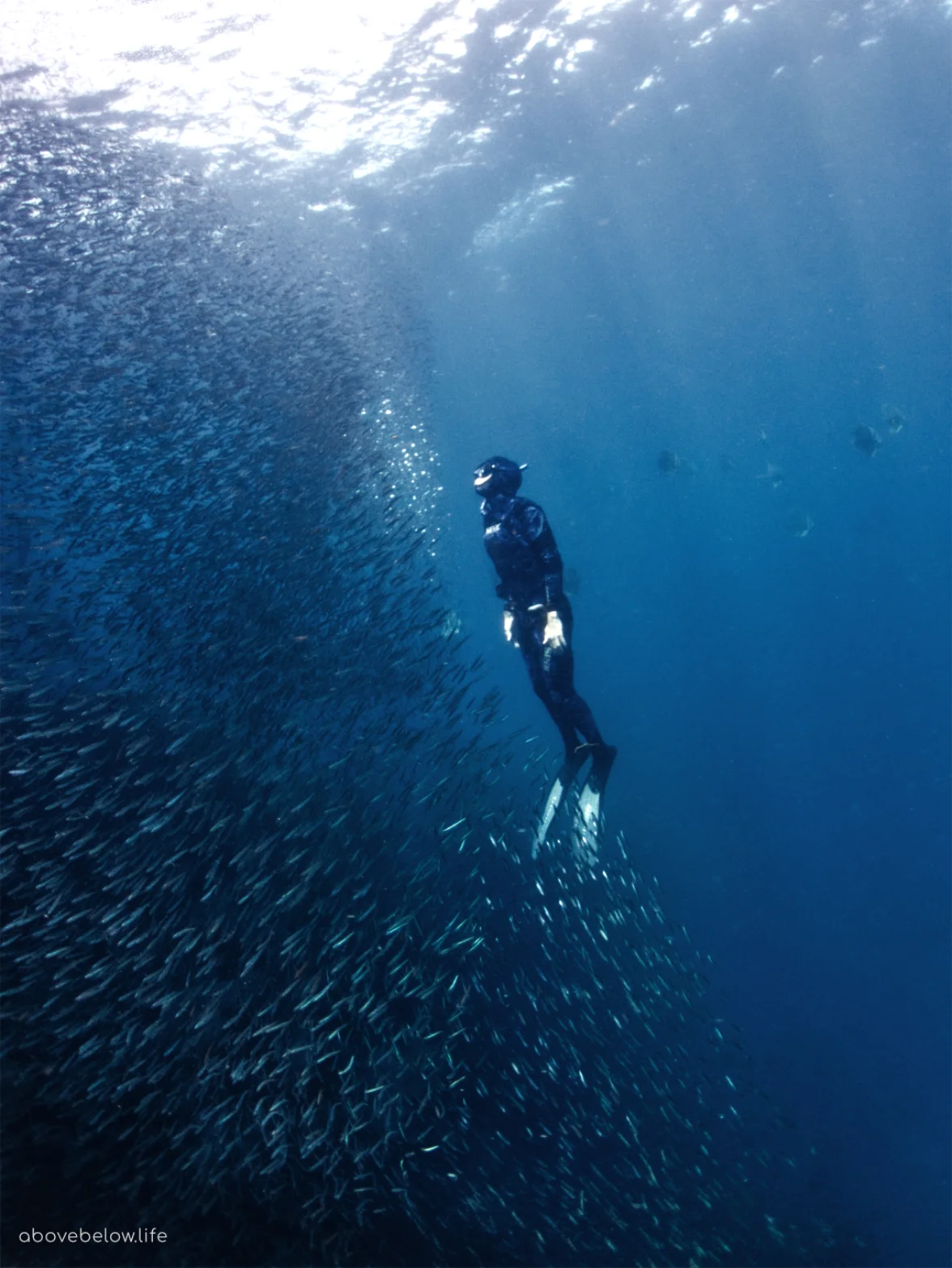 Freedive looking at a fish ball floating up
