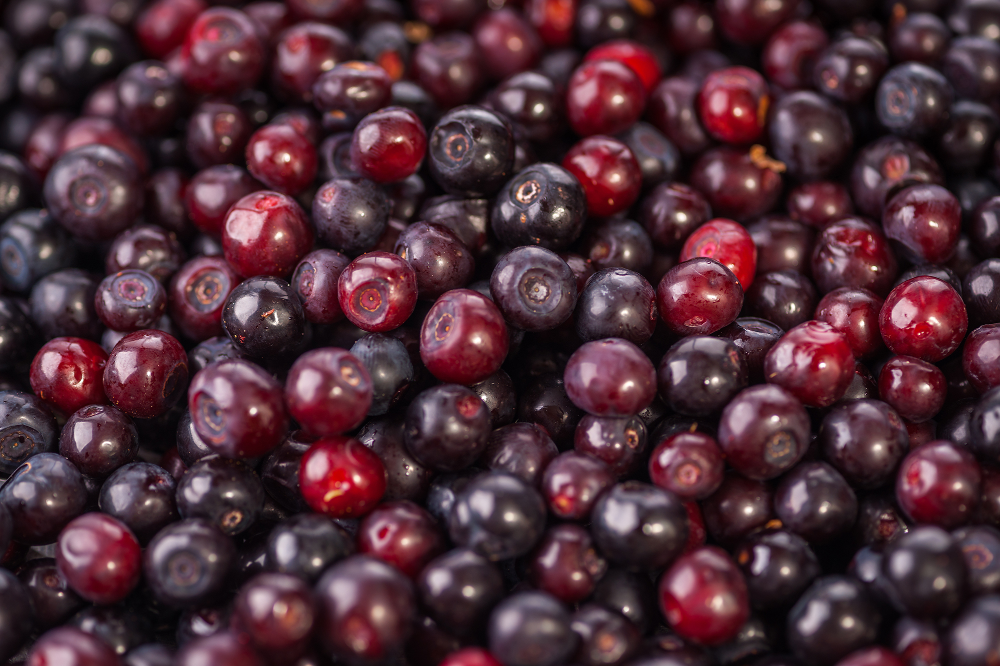 Huckleberry Pudding with Hard Sauce