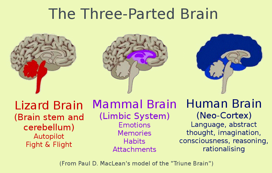Triune Brain – Your Own Best Friend