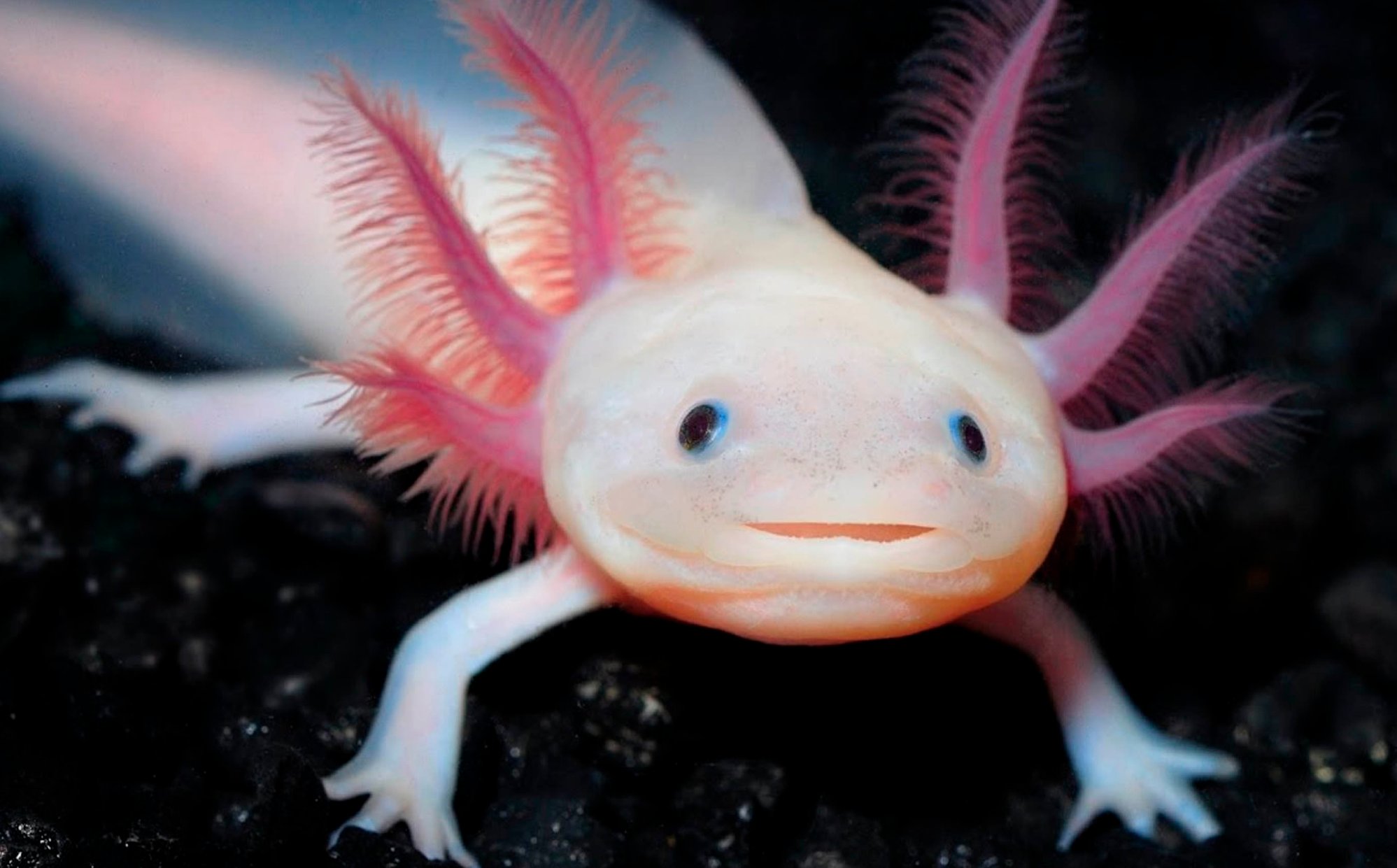 About the salamanders (and bees) that live in xochimilco -