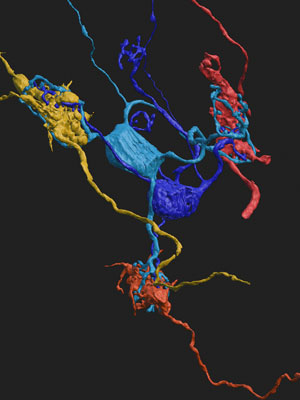 Connected blue, red, and yellow cells