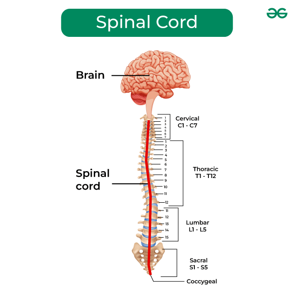 What is Spinal Cord? Diagram, Anatomy and its Functions - GeeksforGeeks