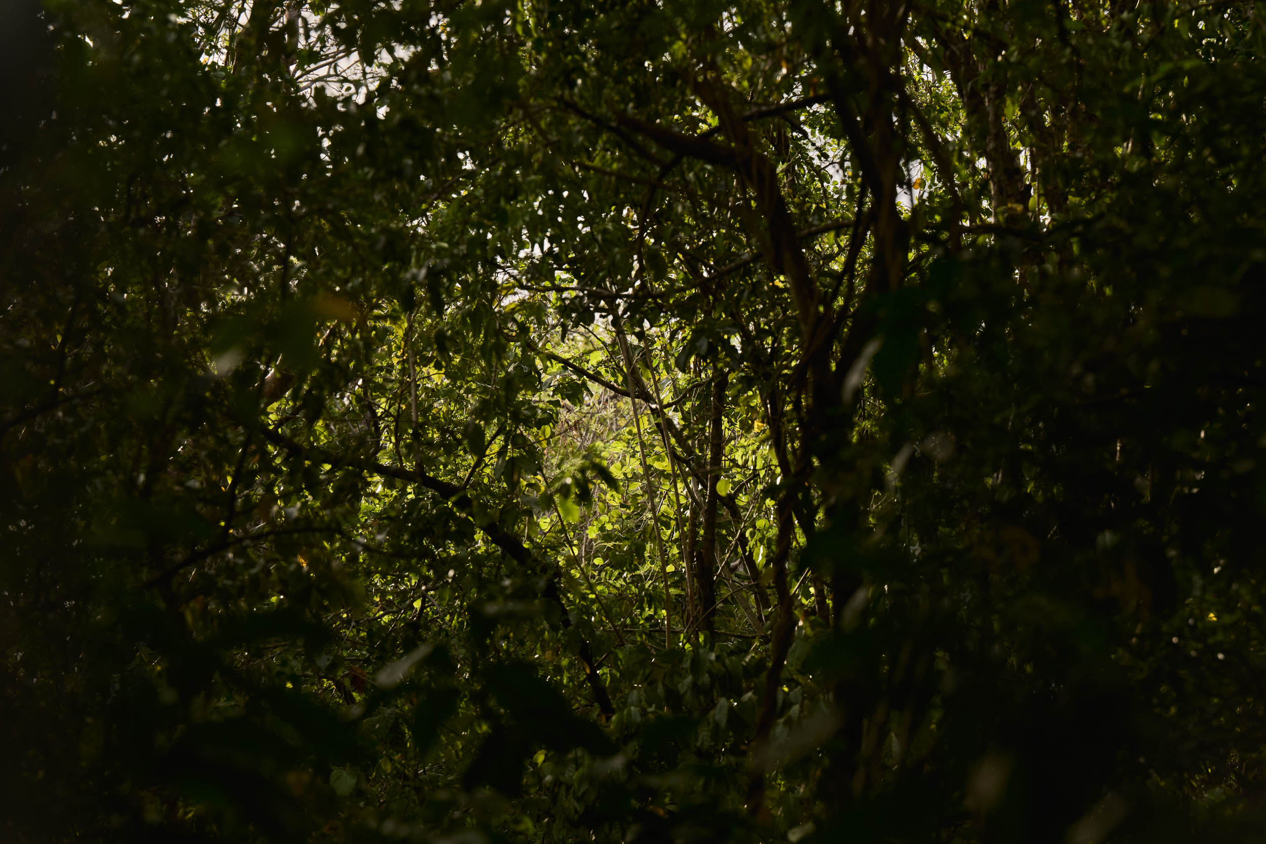 Dense tropical foliage with dappled sunlight filtering through leaves