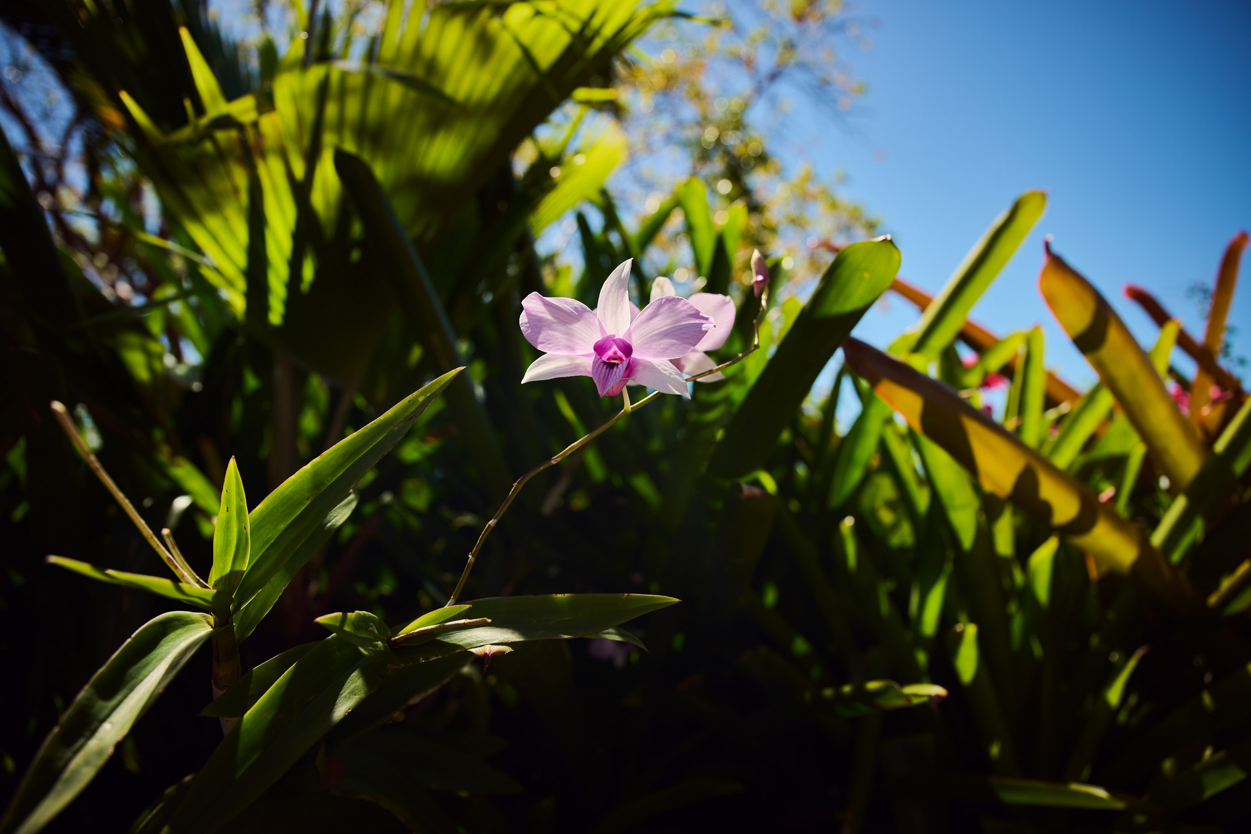 Aerial shoreline with turquoise water, white Purple tropical flower surrounded by dense green foliage