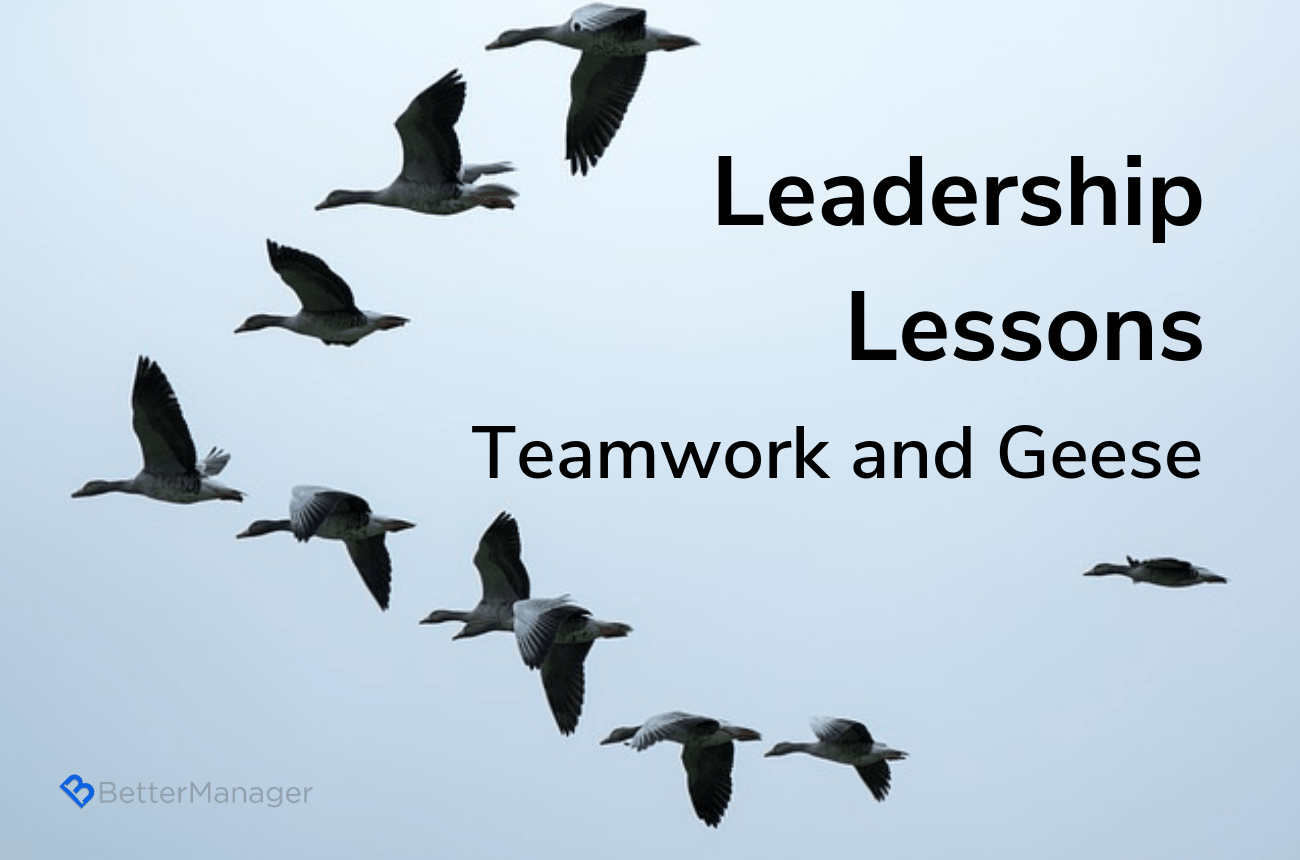 Improve Teamwork By Studying Geese