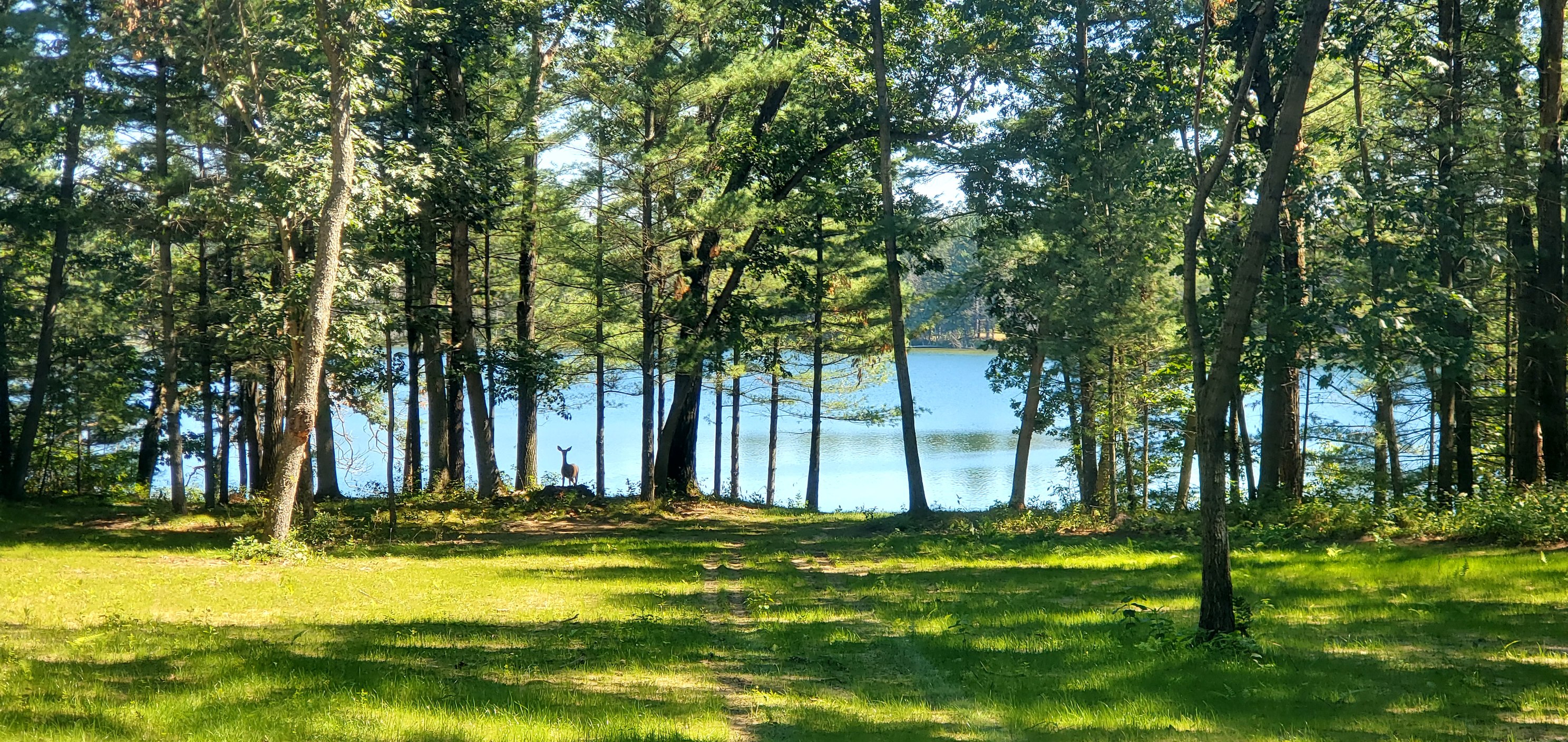 Emrick Lake Landscape