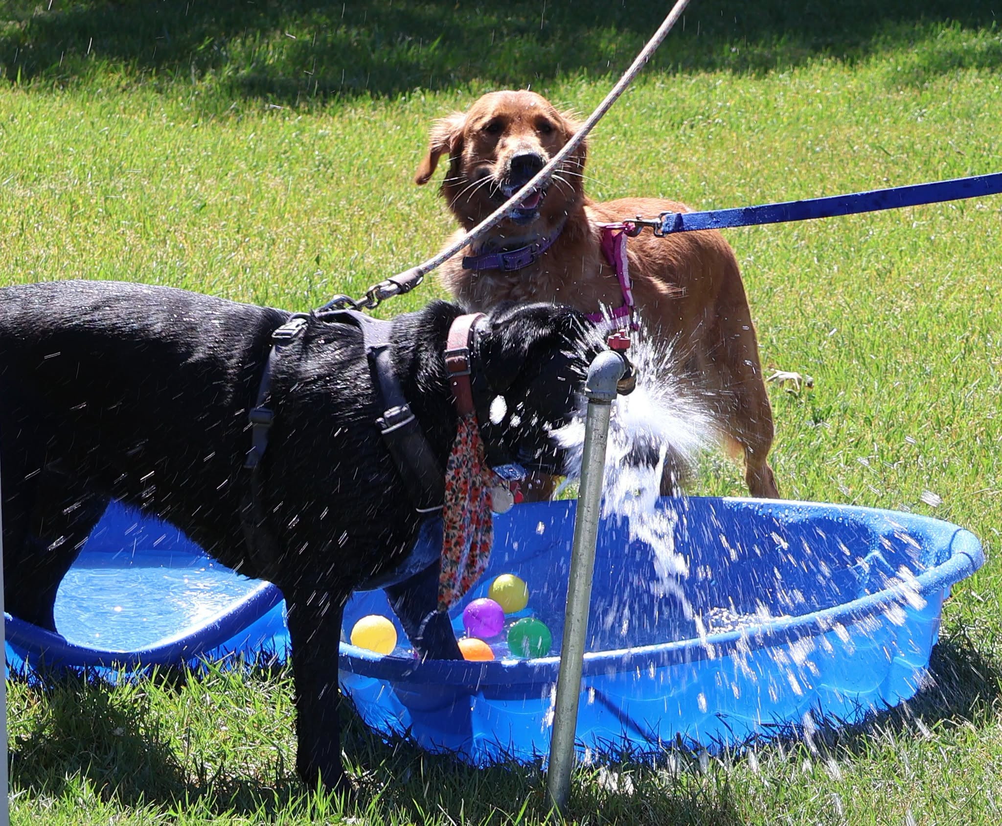 dog at campground