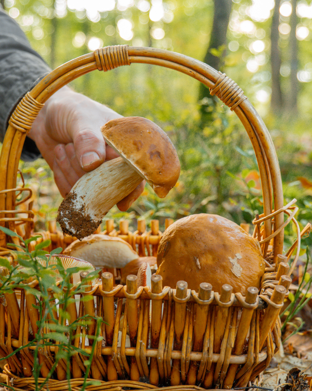 Pilzsammeln mit der Hand in einem Korb in einem Wald in der Schweiz