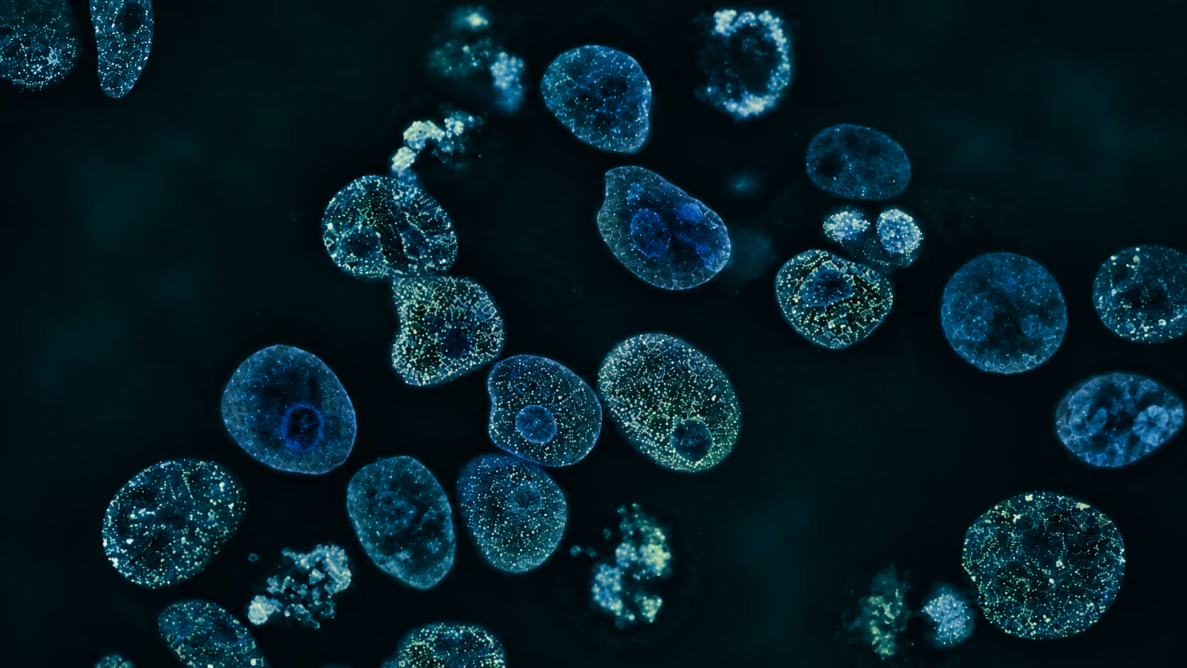 Close-up microscopic view of multiple translucent blue and green marine plankton with intricate internal patterns, floating against a dark background.