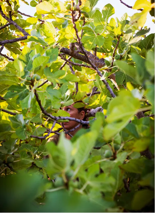Fruit dans la nature