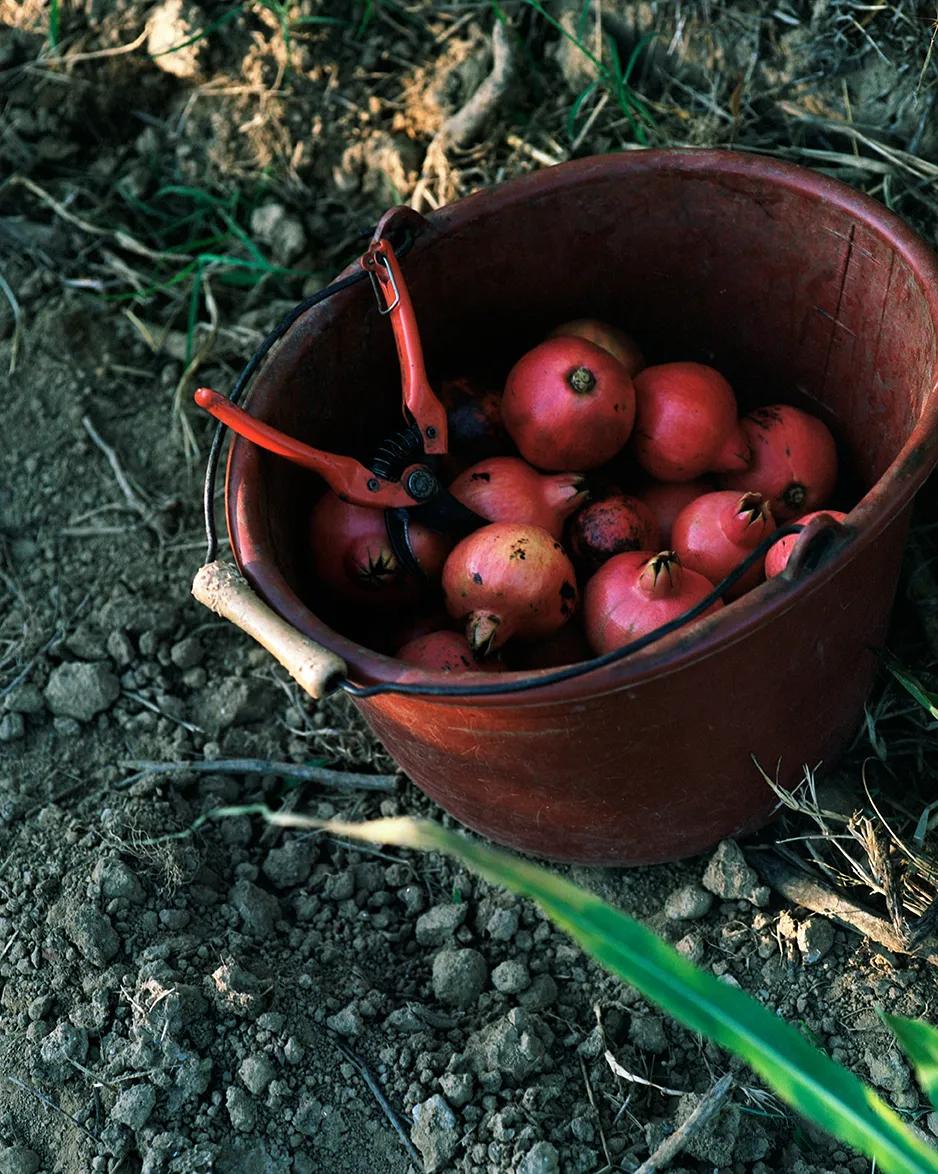 Image de fruits et légumes