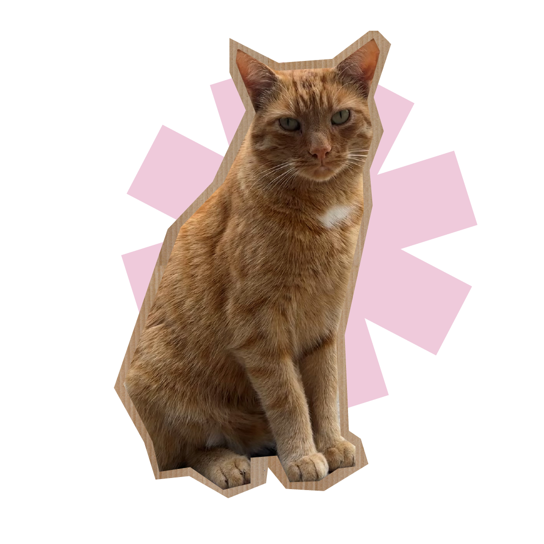 An image of the guild cat called Napoleon