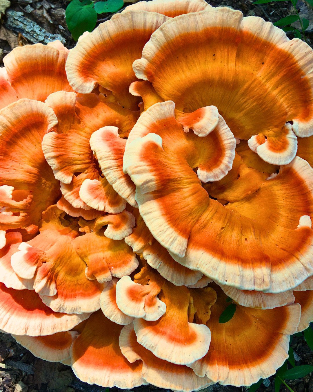 Morel Mushrooms for Bloom Dinner with Chef Mario Buccellati & Chef Scott Winegard