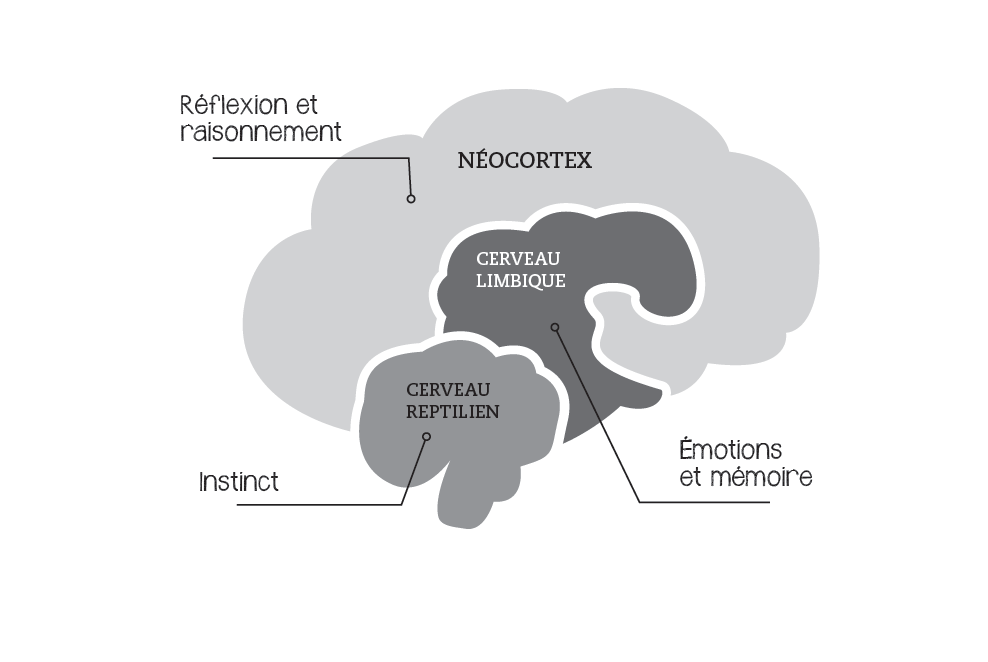 Illustration du cerveau avec les 3 zones. Présenté par Panache.