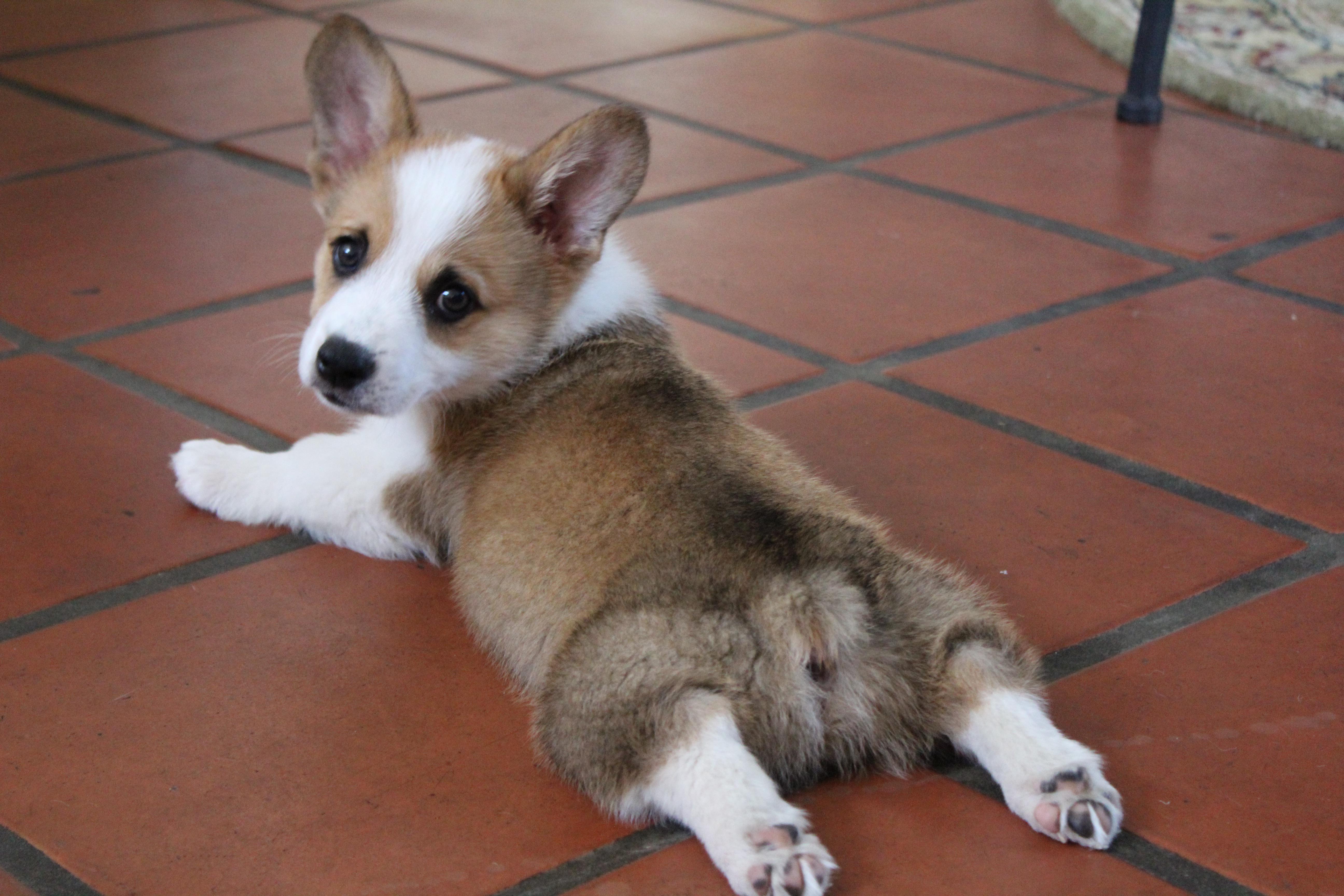 A corgi splooting on the floor.