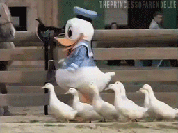 A Donald Duck mascot leading a group of ducks.