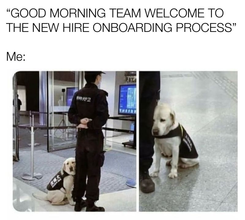 A cute TSA dog looking tired.