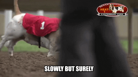 Dog running slowly but surely.