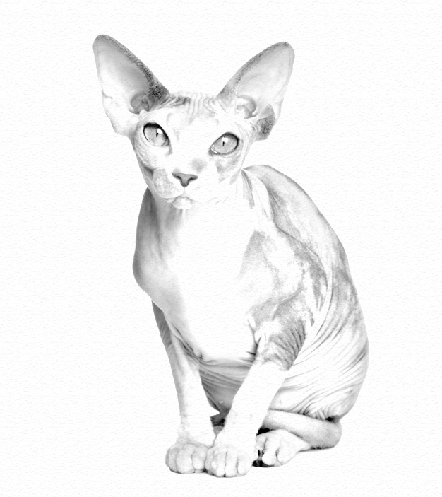 Sphynx Sketch 1