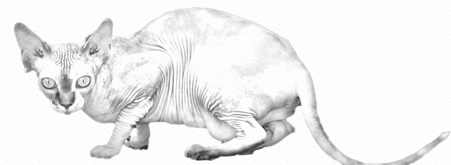 Sphynx Sketch 2