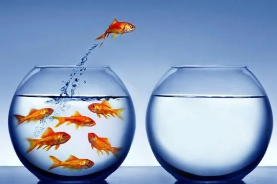 De Harvard 🐠Fishbowl-oefening