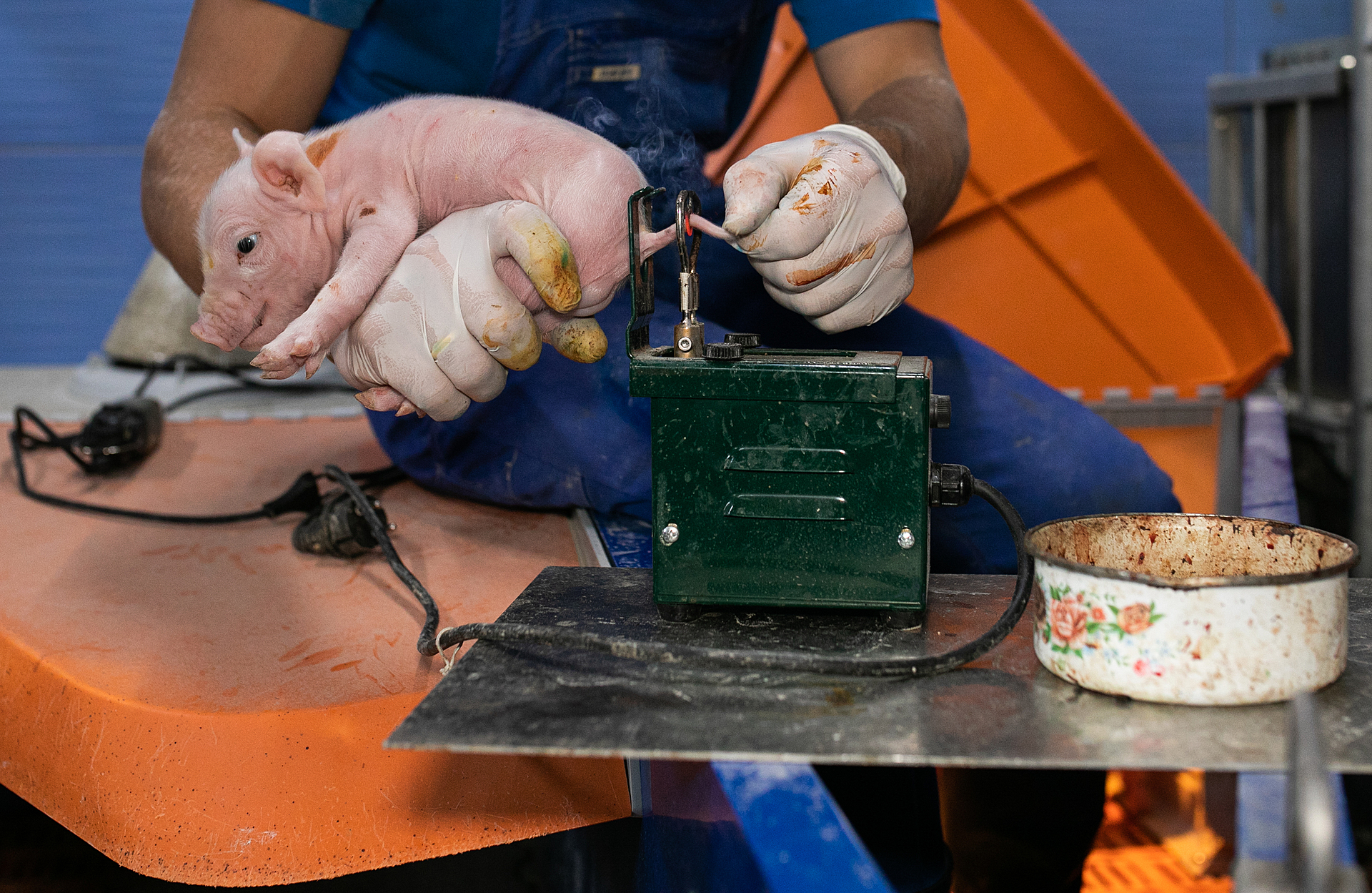 A piglet is fixed by a person. The tail is held in an electric docker for shortening. The place where the tail is docked glows and smoke rises from the burning.