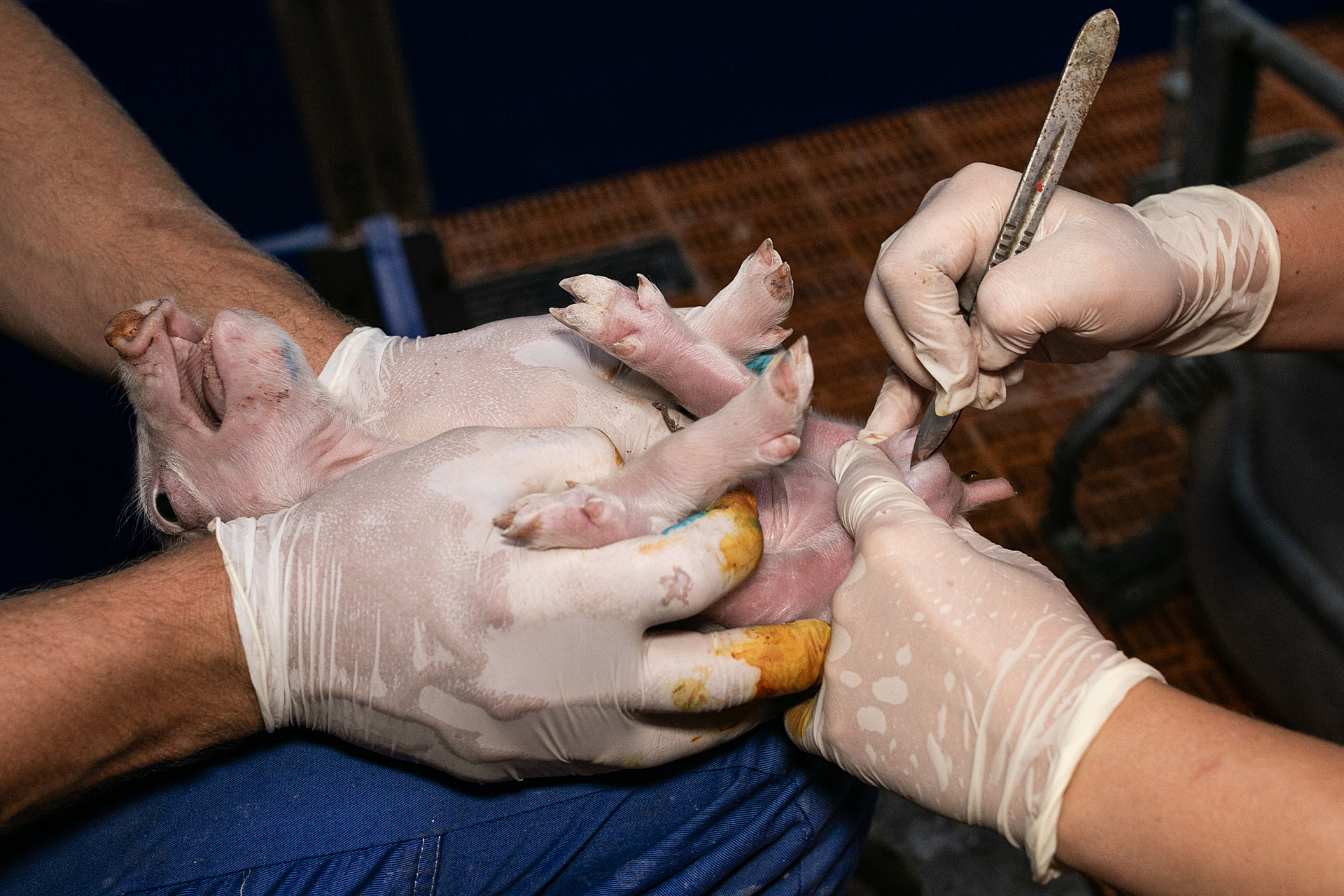 A piglet in supine position is fixed by several hands. A scalpel cuts into the skin on the testicles for castration. The mouth is open and the face is distorted in pain.