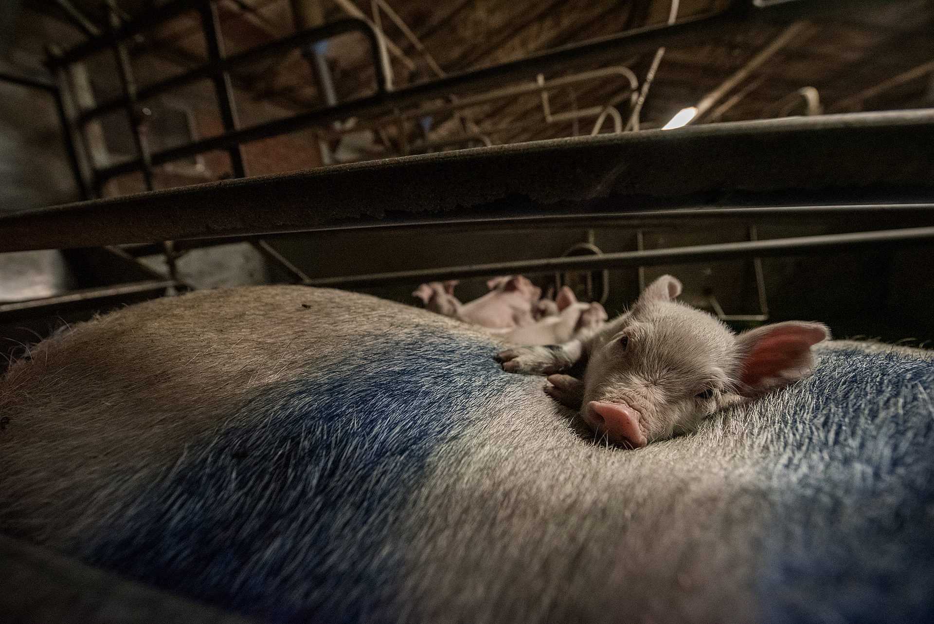 A piglet cuddles on the body of a sow in the farrowing pen. In the background, more piglets run in the pen.
