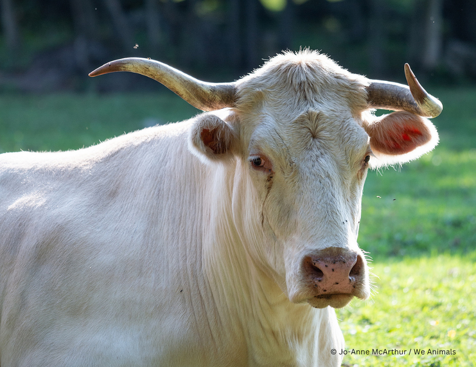 Tierbewegung stärken: Unser Impact 2025