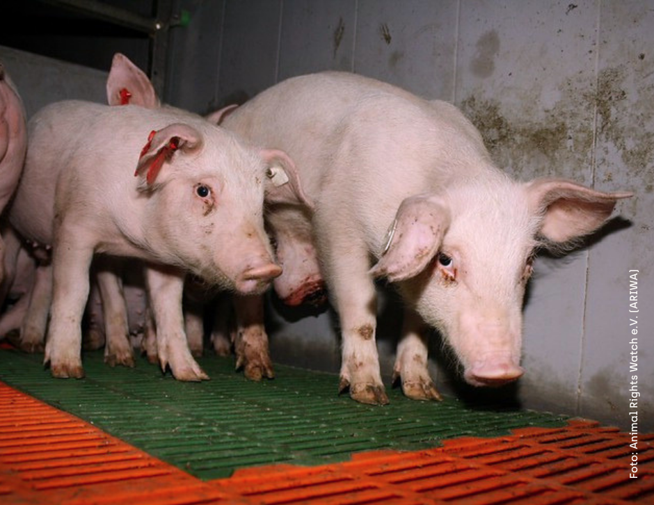 Tierschutz nach dem CO₂-Maßstab: Die EU erlaubt Tötung mit Stickstoff