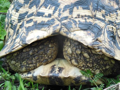 And another thing – calcium shell