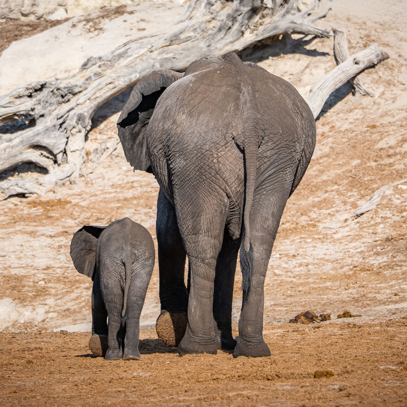 BOTSWANA RETREAT 2026