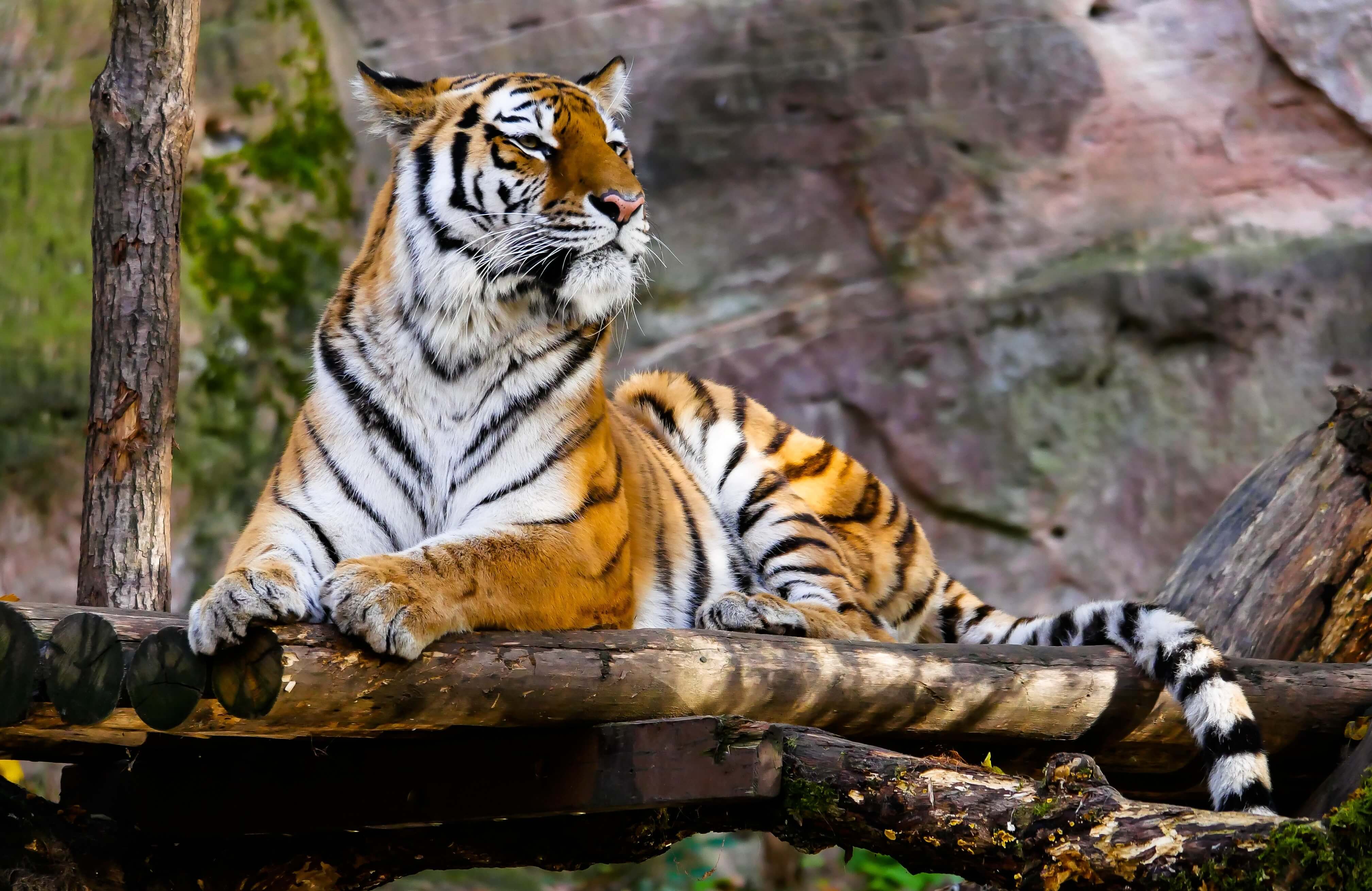 Siberian Tiger - Paphos Zoo, image size:4034x2621