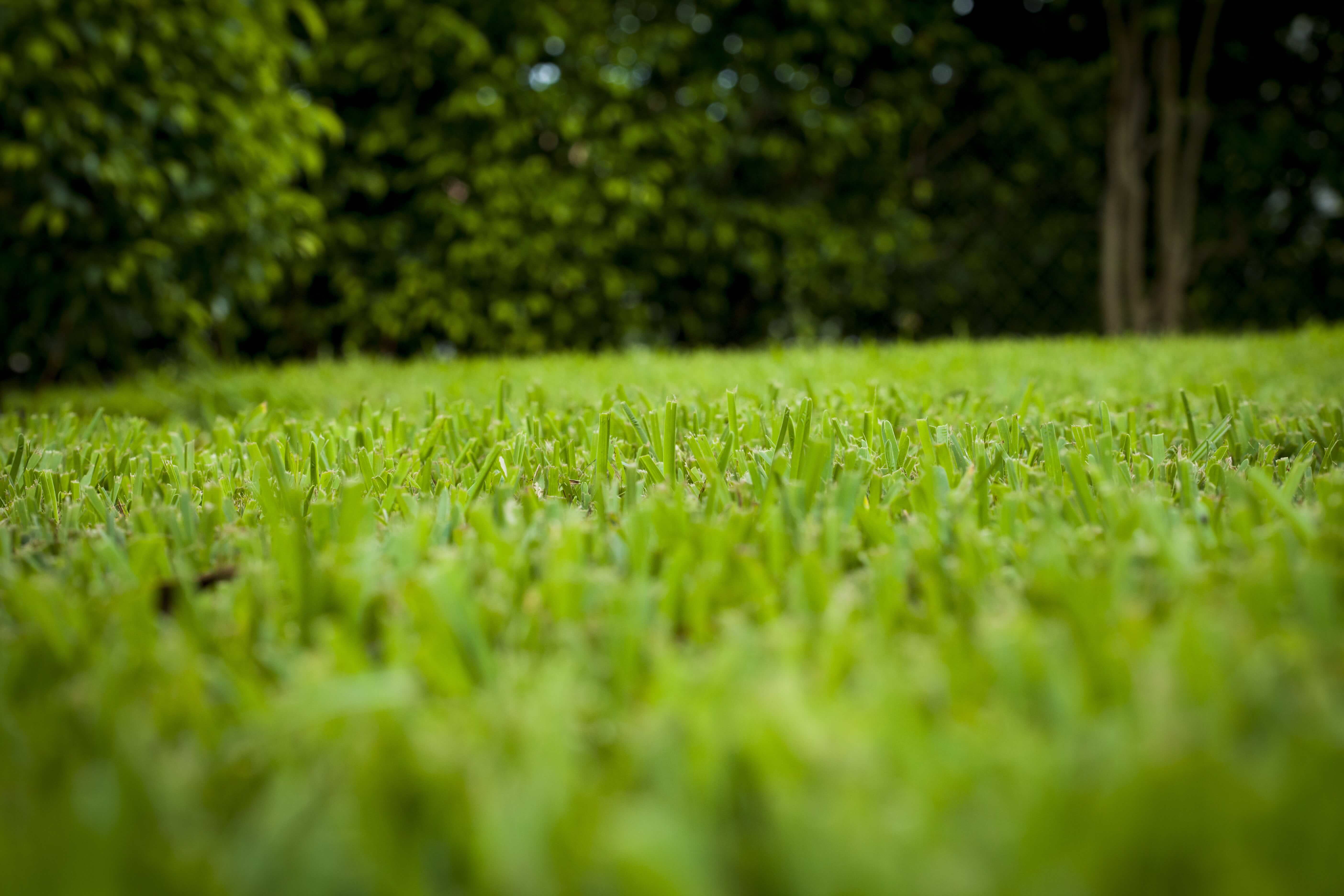 healthy grass after sprinkler repair in west palm beach  