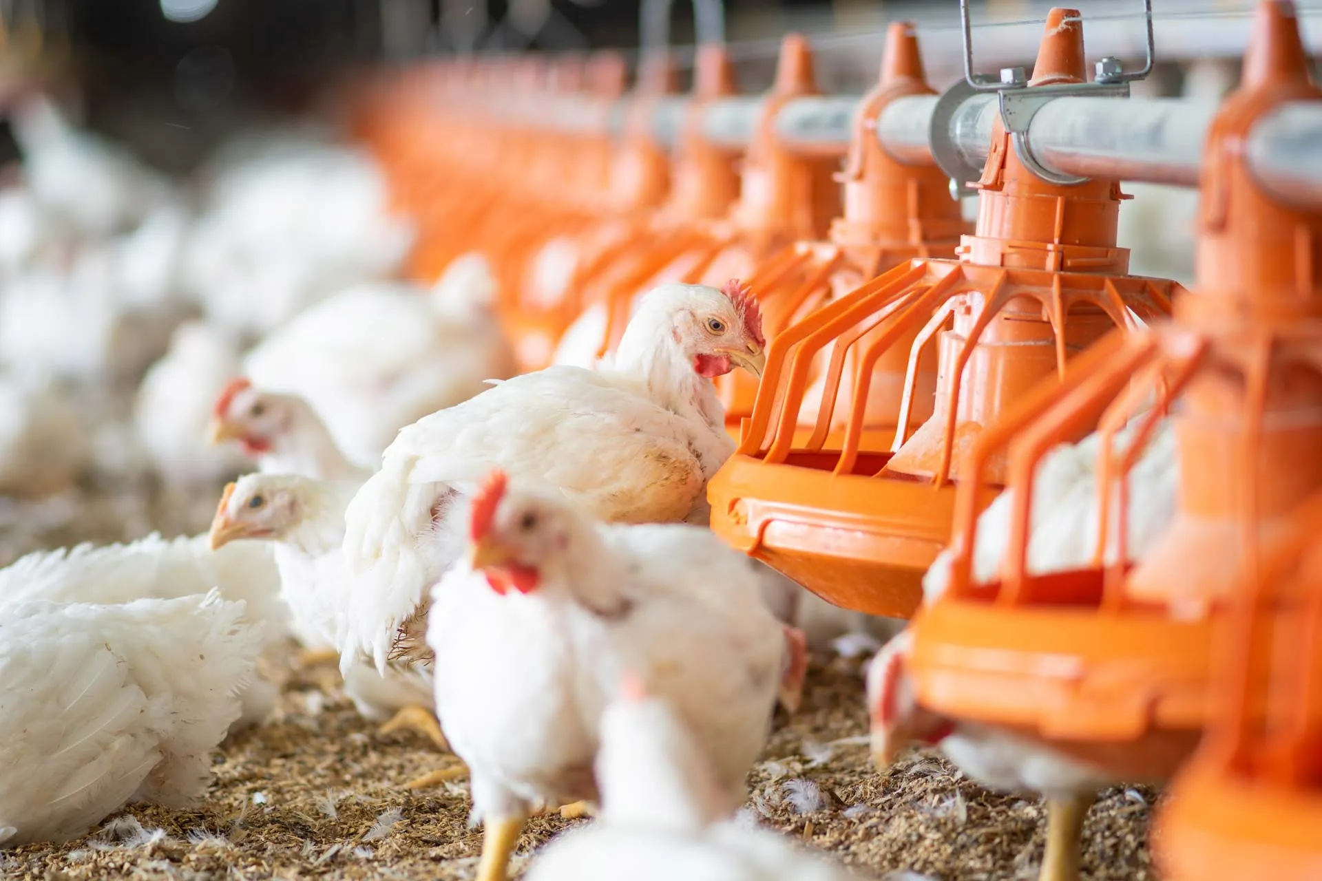 White chickens eating from orange automated feeders in a poultry farm.