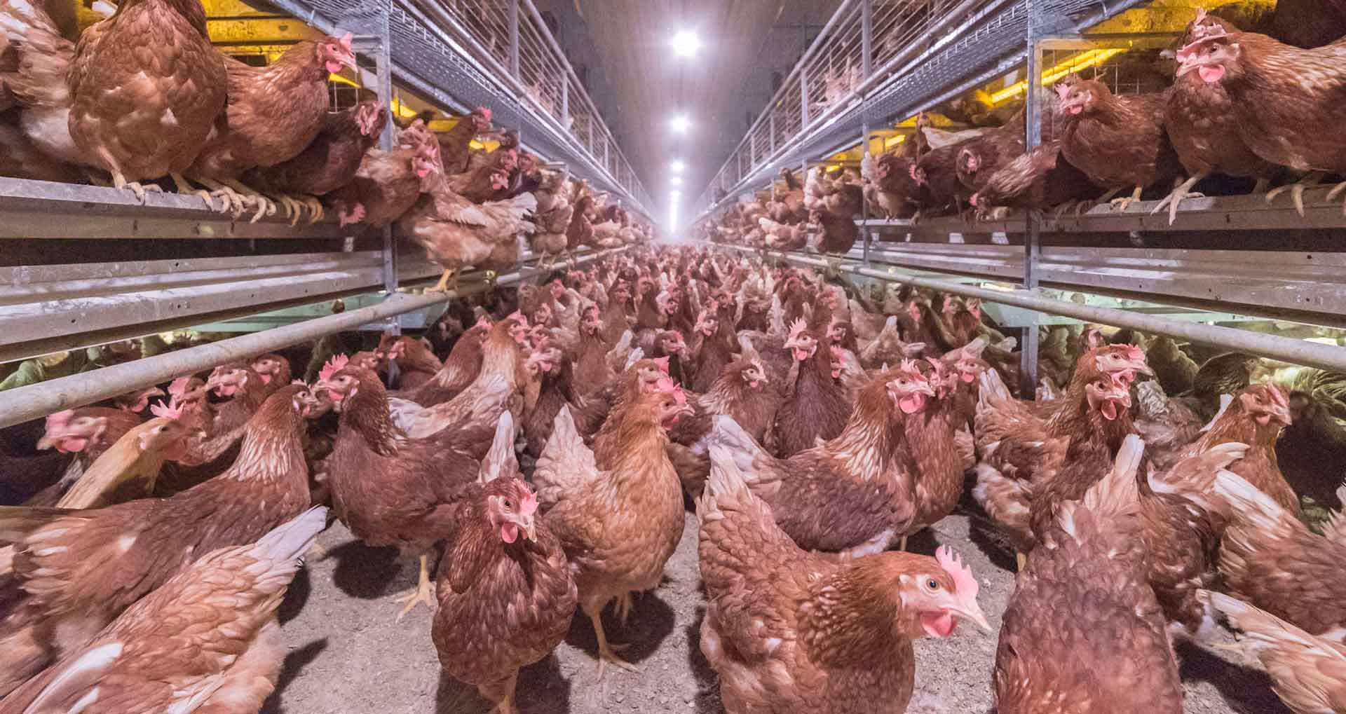Large number of brown chickens densely packed inside a poultry farm with metal cages and overhead lighting.