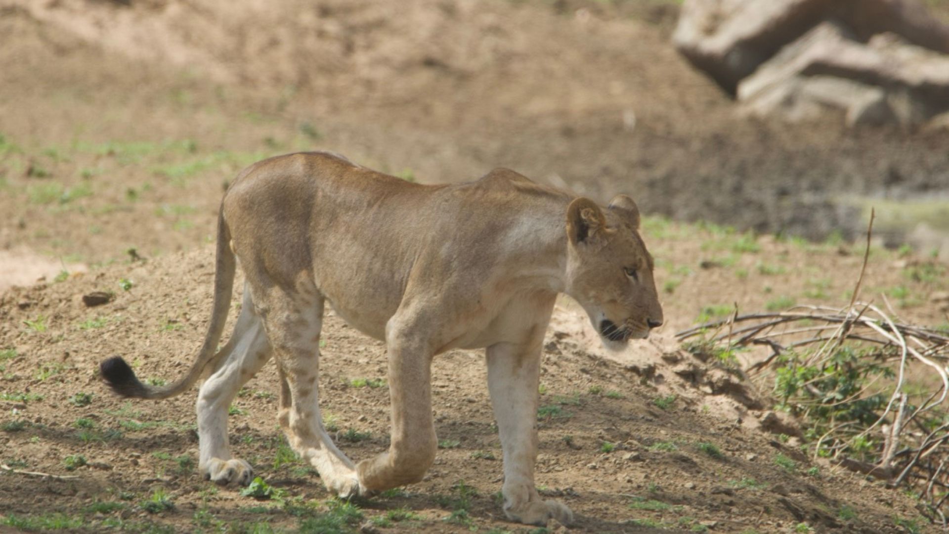 From Conflict to Coexistence: Tracking Lions Across Landscapes with EarthRanger