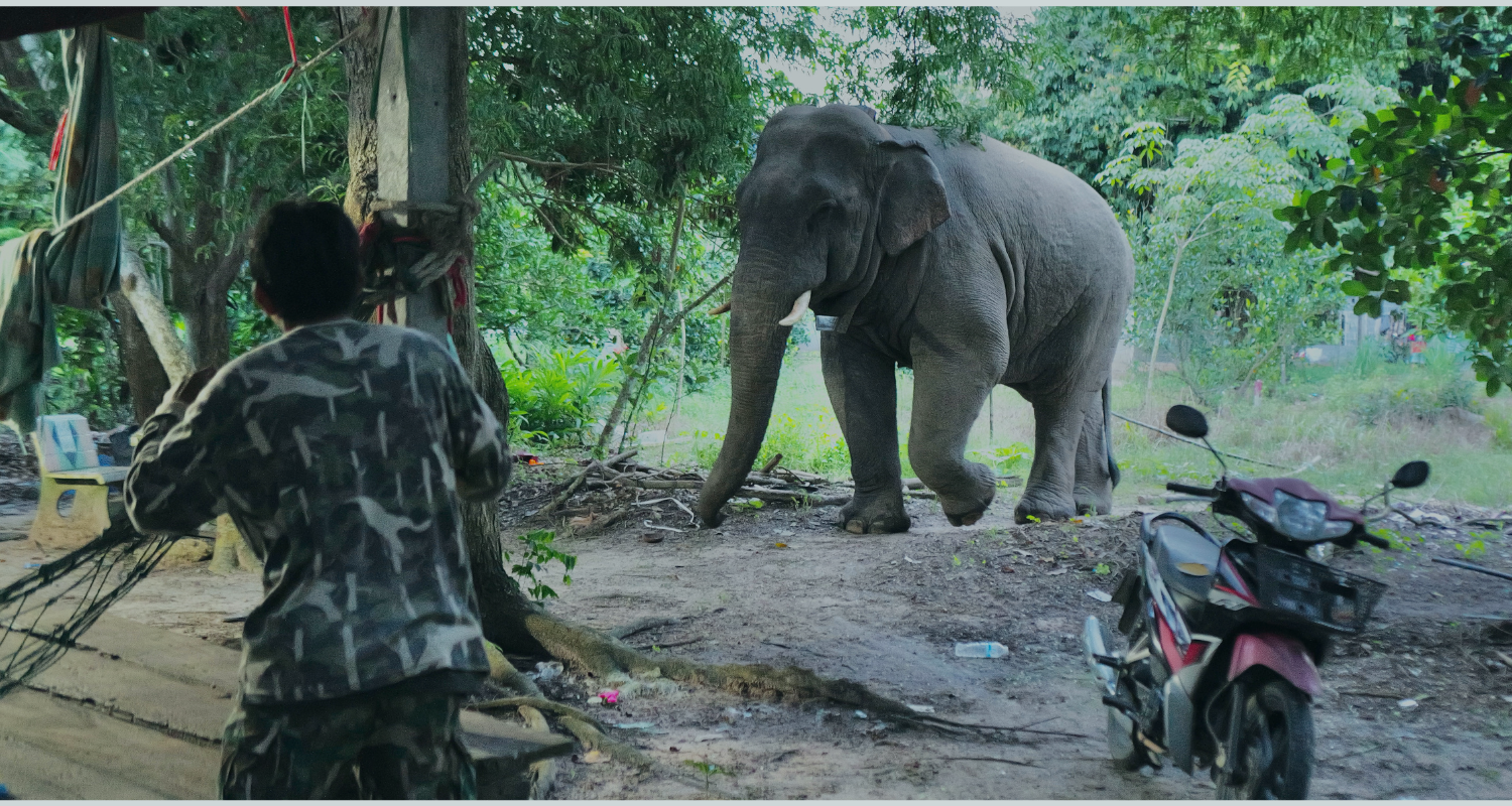Thailand's elephant early warning system