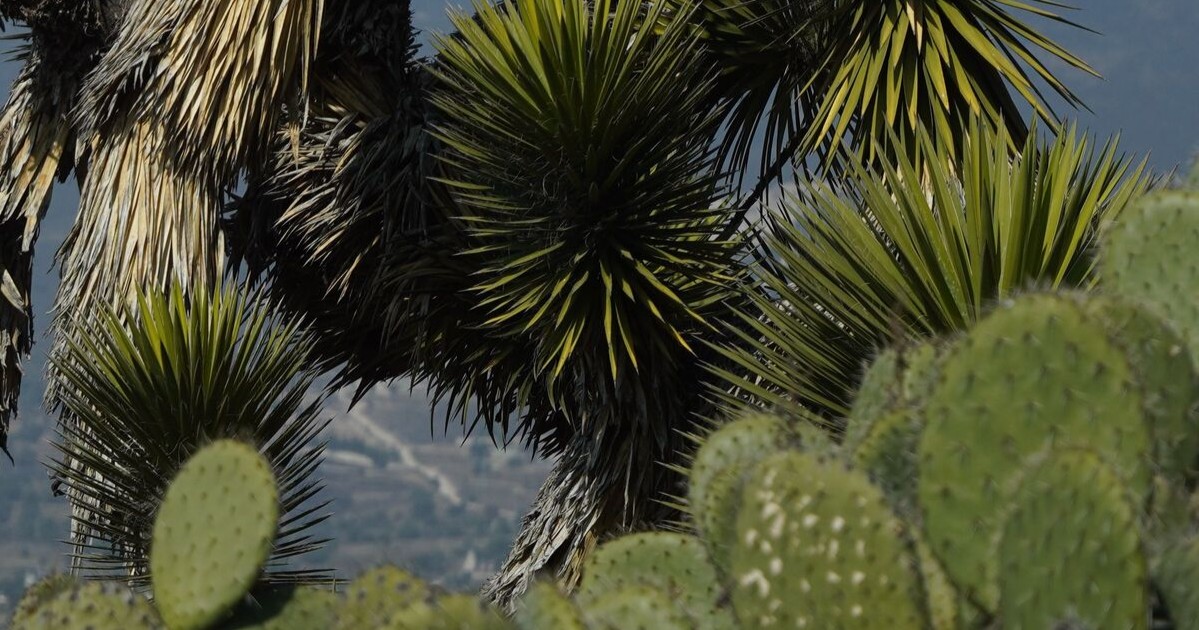 Cactaceas y especies de nopales en paisaje del bajío