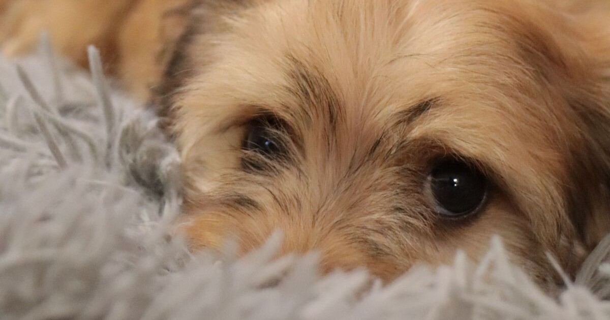 Ojos de perro café