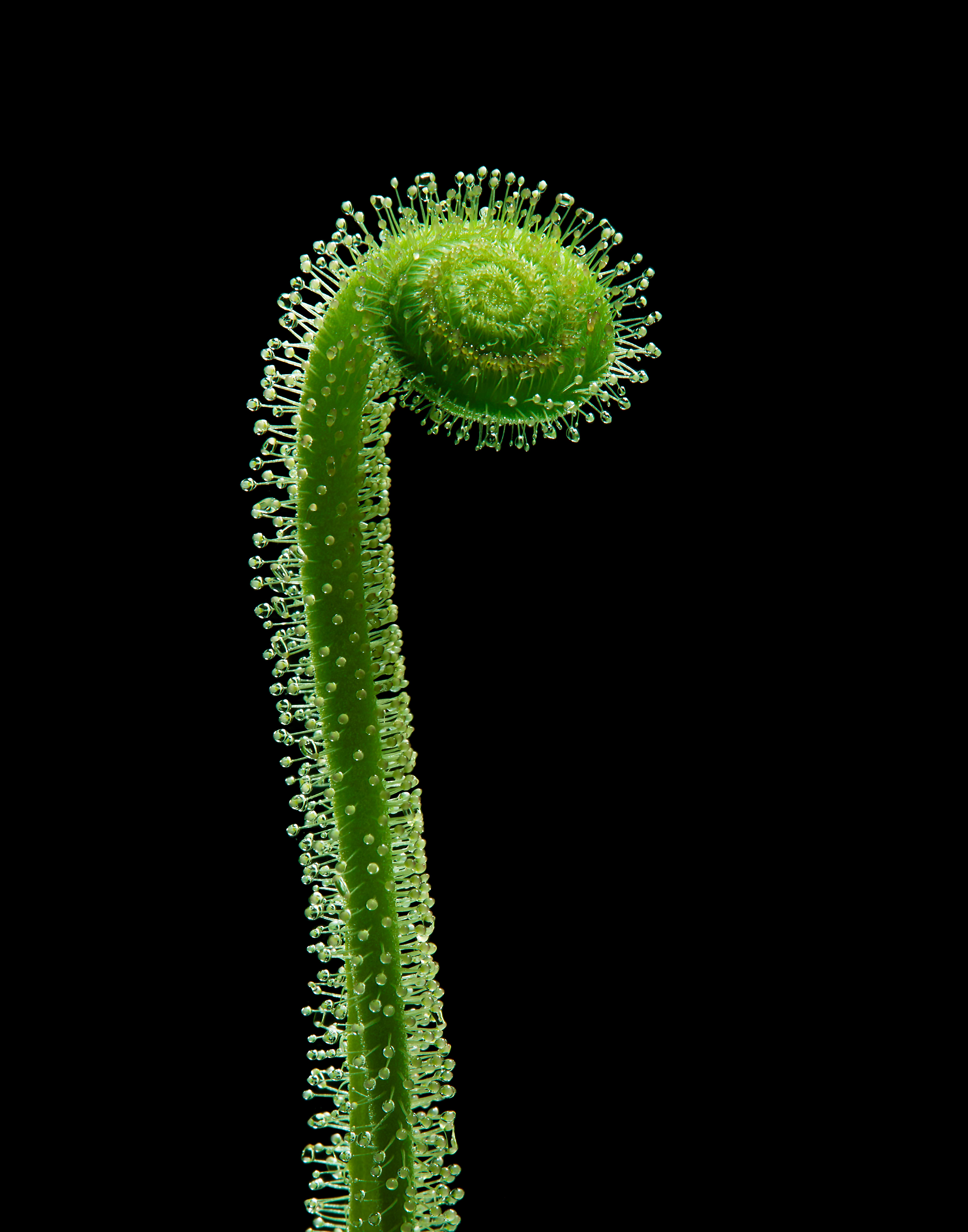 Carnivorous plants from LA photographer Vijey Mohan