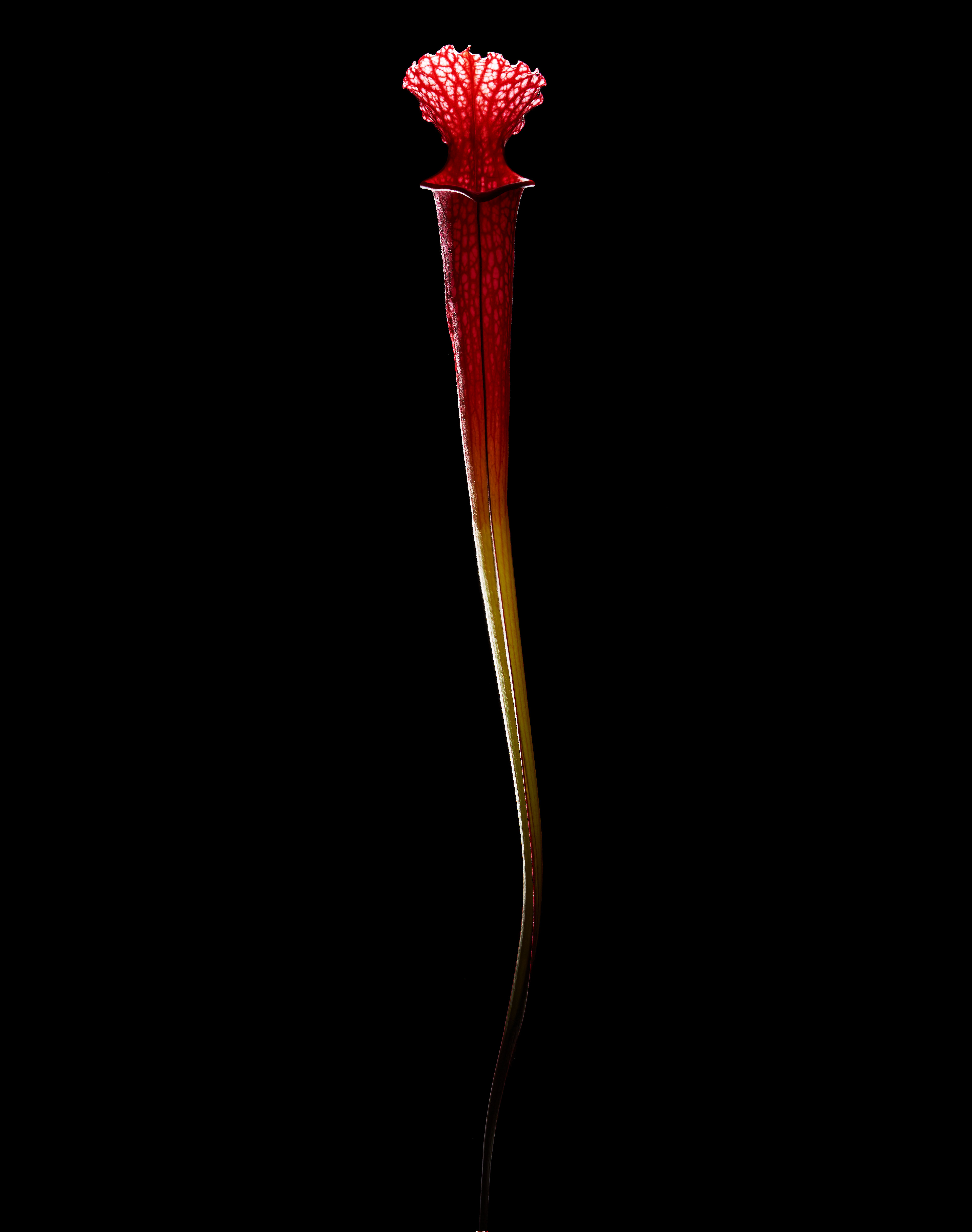 Carnivorous plants from LA photographer Vijey Mohan