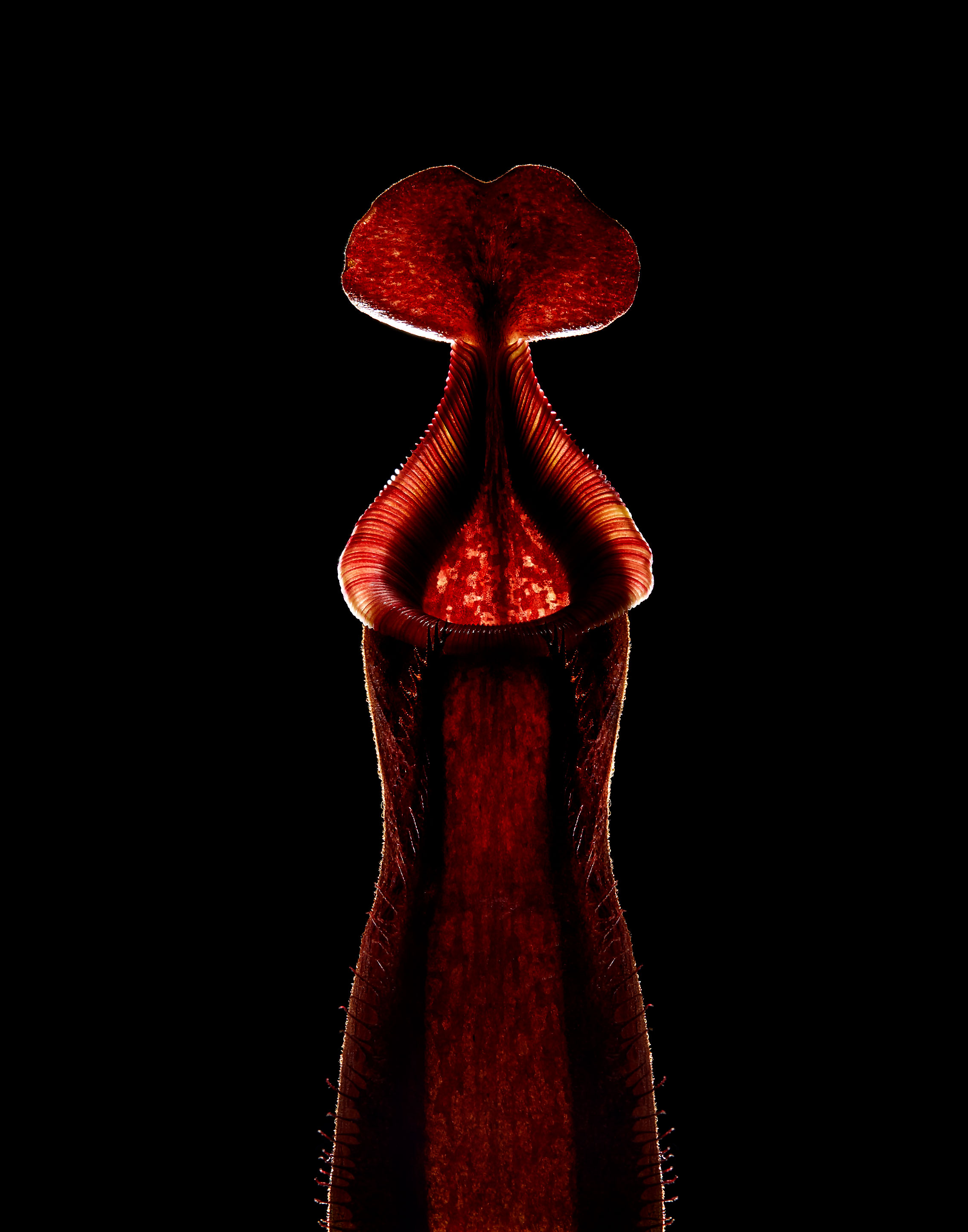 Carnivorous plants from LA photographer Vijey Mohan