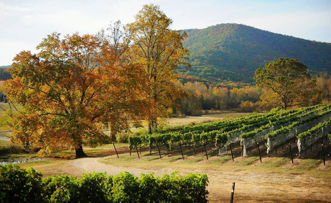 Multiple rows of grape plants are lined up on the right side of the photo of Yonah Mountain Vineyards & Winery in Cleveland, Georgia. Their leaves are green. To the left are two tall trees covered in orange leaves. In the background is a rolling hill of the mountain covered in the multi-colored leaves of autumn.