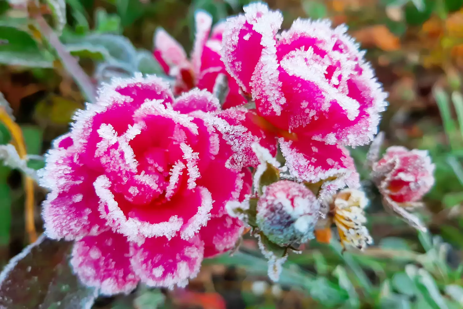 roses with frost