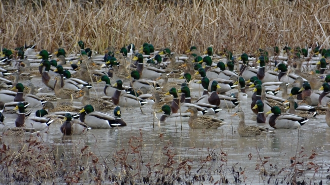 Mallards in wetland habitat at DeSoto National Wildlife Refuge
