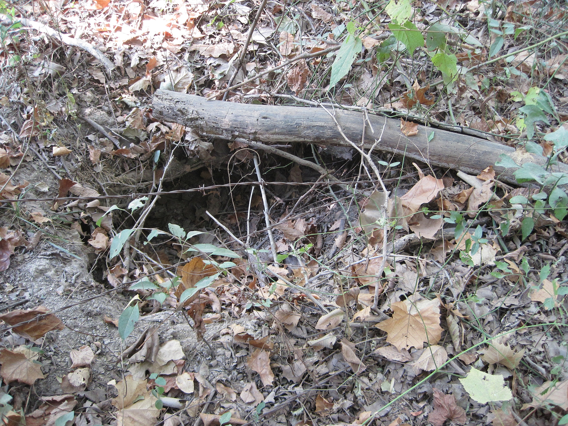Armadillo burrow in Memphis along Wolf River Trails in 2010