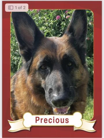 Precious, a German shepherd therapy dog pictured on the Dog and a Book event page